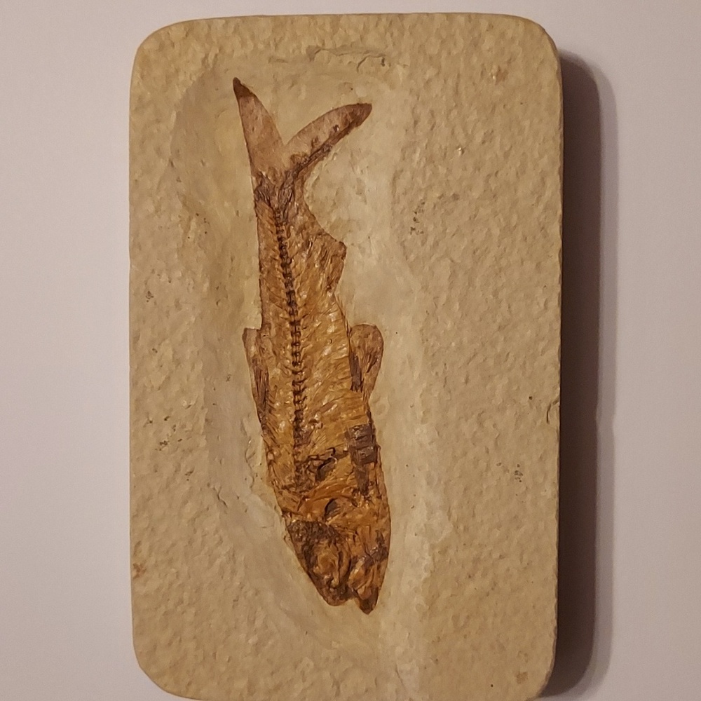 Knightia (Herring) Fish Fossil